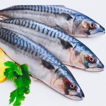 Mackerel