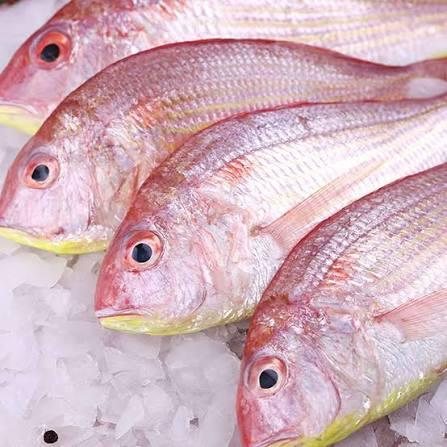 Red Mullet (Sultan Ibrahim)